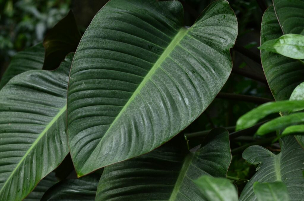 A close-up image of leaves that define the different types of kratom